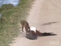 aguila vs ocelote, eagle vs wild cat