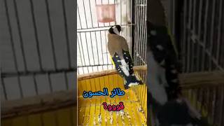 طائر الحسون قووة chardonneret goldfinch_song shortsvideo funny viral shortsvideo