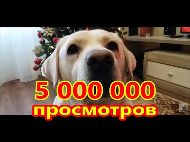 шпиц вообще не лает шпиц вообще не лает