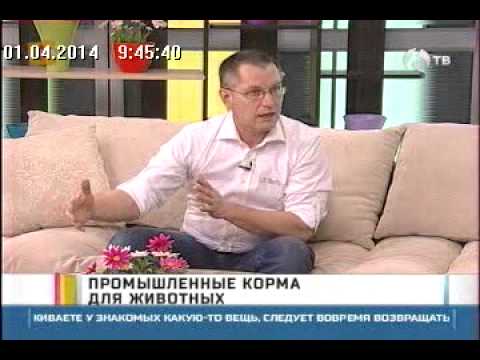 Мартин Кваш, разработчик сухих кормов Brit в программе «Утро с «Губернией» эфир от 01.04.2014 г.