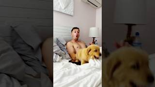 Scare Prank On Dogs 😂 #funny  #dogs  #dogsoftiktok  #fyp  #lovedogs