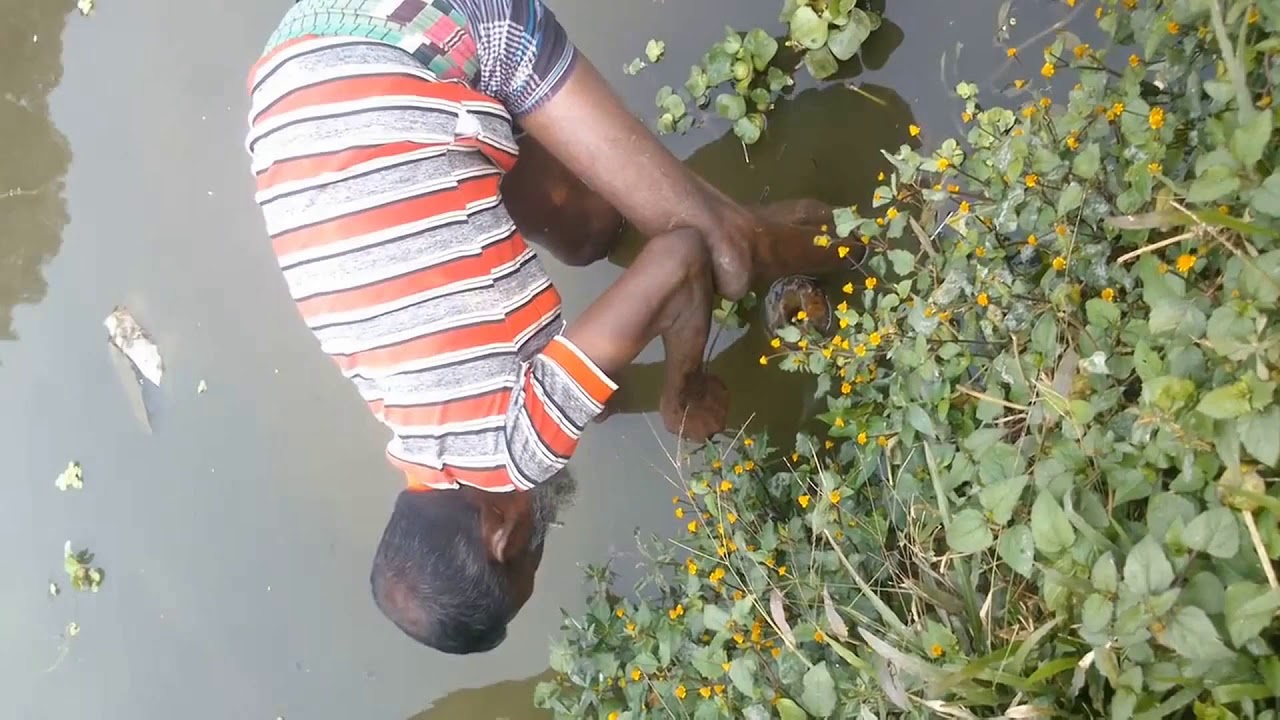 Catch Eel Fish |  amazing catching eel fish in Cambodia   monster eel fishing!  tdk