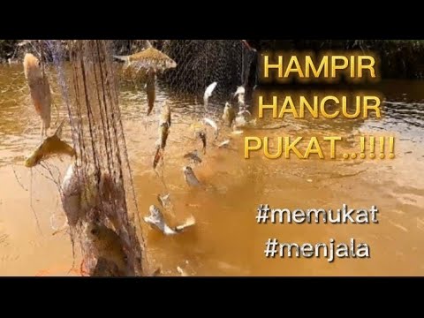 Video: Siapa yang menemukan pukat ikan?