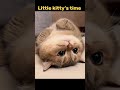 Love my baby cat #cute #cat #kitty #animals #fypシ #fyp