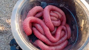 Cacing Nipah panjang 2 meter di buat umpan pancing