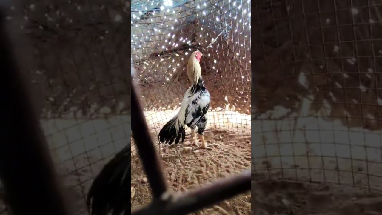 two brother 💙  meet 