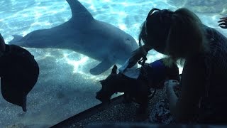 The Unlikely Story Of A Dog And His Dolphin Friends