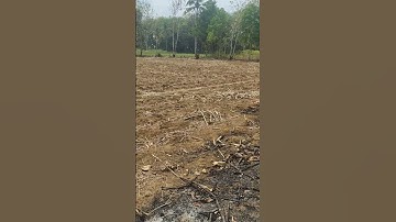 kemarau panjang, petani tidak bisa bercocok tanam lagi 🥺
