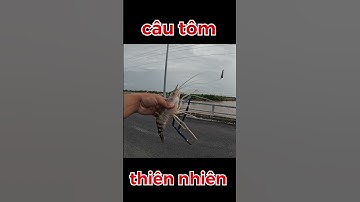câu tôm càng xanh 4 #huynhkhoafishing #mientay #câutôm #fishing