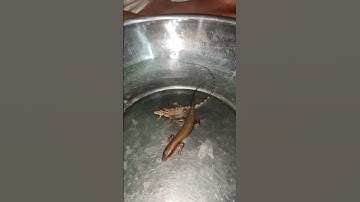 Cuộc chiến quyết liệt giữa Kì nhông và Rắn mối  - Rồng đỏ