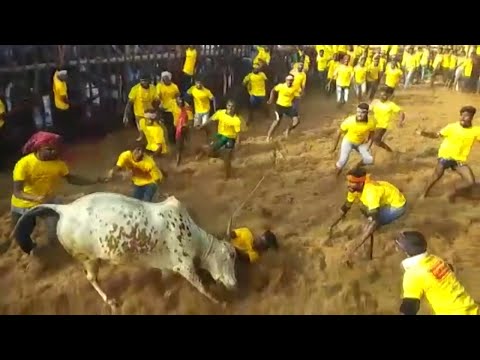 Jallikattu kick-starts in Tamil Nadu with stricter norms