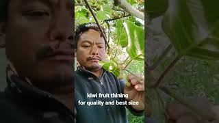 kiwi fruit thining in nepal | किवि फल स्तरीय बनाउन यसरी गरिन्छ थिनिङ