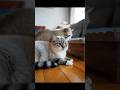 cute cats together love and care #ai #cat #catlovers #cute #catshorts #kitten #trending #shorts