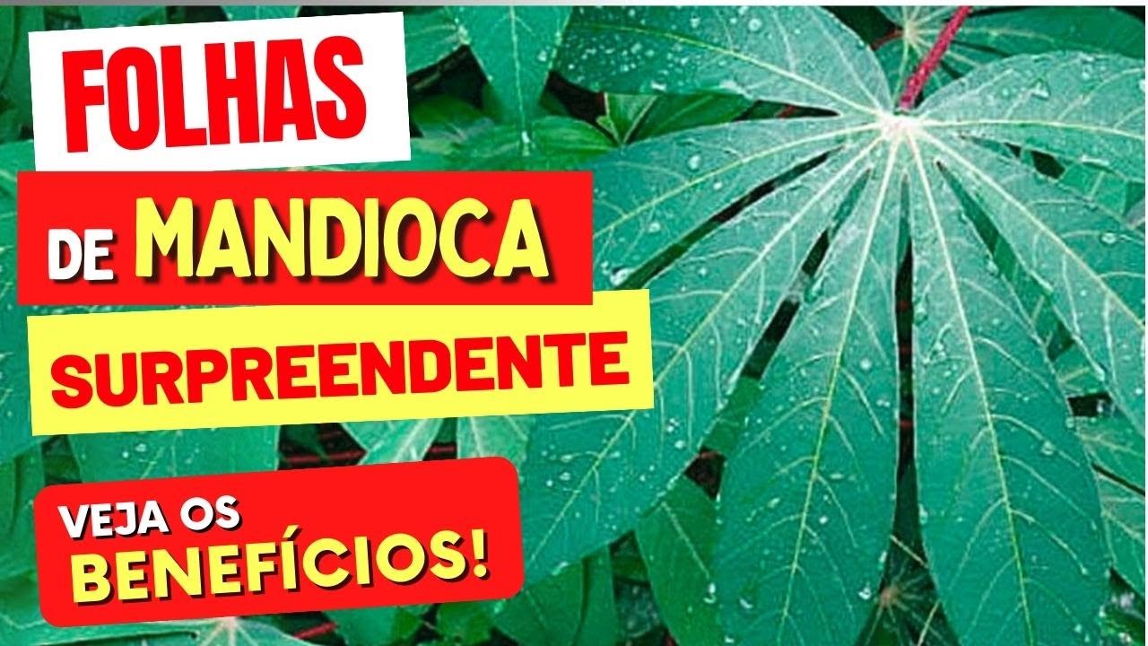 Benefícios das FOLHAS DE MANDIOCA que TODOS DEVERIAM CONHECER! Use ASSIM!