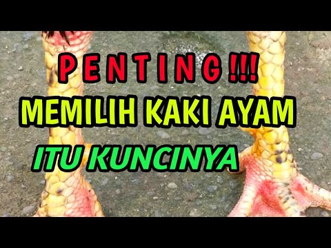 Video: Cara Memilih Kaki Pengembang