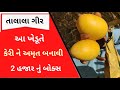 A new experiment of the farmer made the best quality of saffron mango keshar kari talala gir