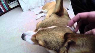 Broading Corgi is pet because he's cute 4