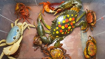 Thảo Cady đi ra suối bắt cá và các con vật, con cua, cá rô, cá trê, con cá quả -Part 800