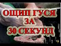 Как быстро ощипать гуся: способы для домашнего хозяйства