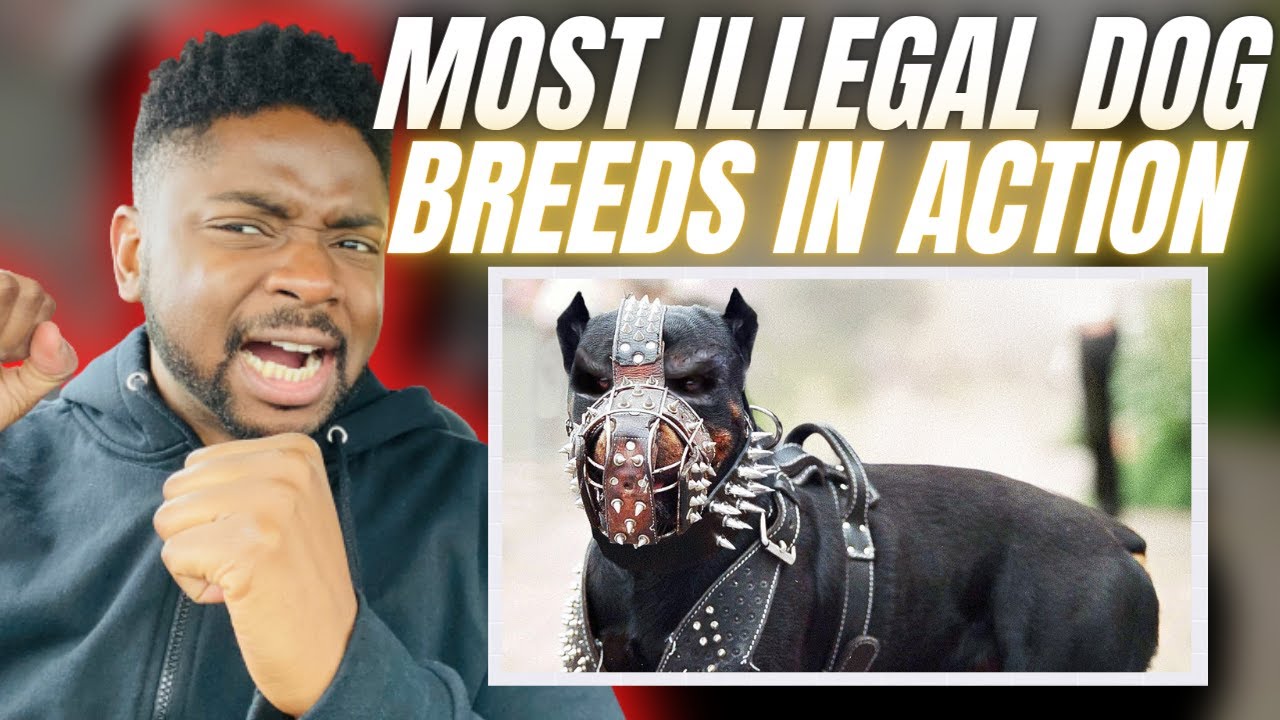 🇬🇧BRIT Reacts To THE 12 MOST ILLEGAL DOG BREEDS IN ACTION!