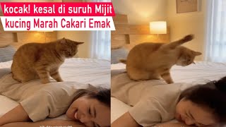 Download Lagu Video konyol bikin Ngakak! ga mau di suruh mijit kucing Marah sampai Cakar Emak/kompilasi Kucing MP3
