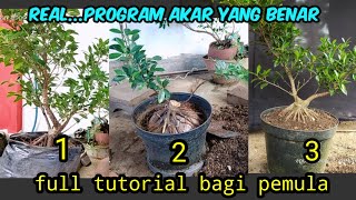How to Root Program a Kimeng Bonsai for Beginners.@gonesbonsai57