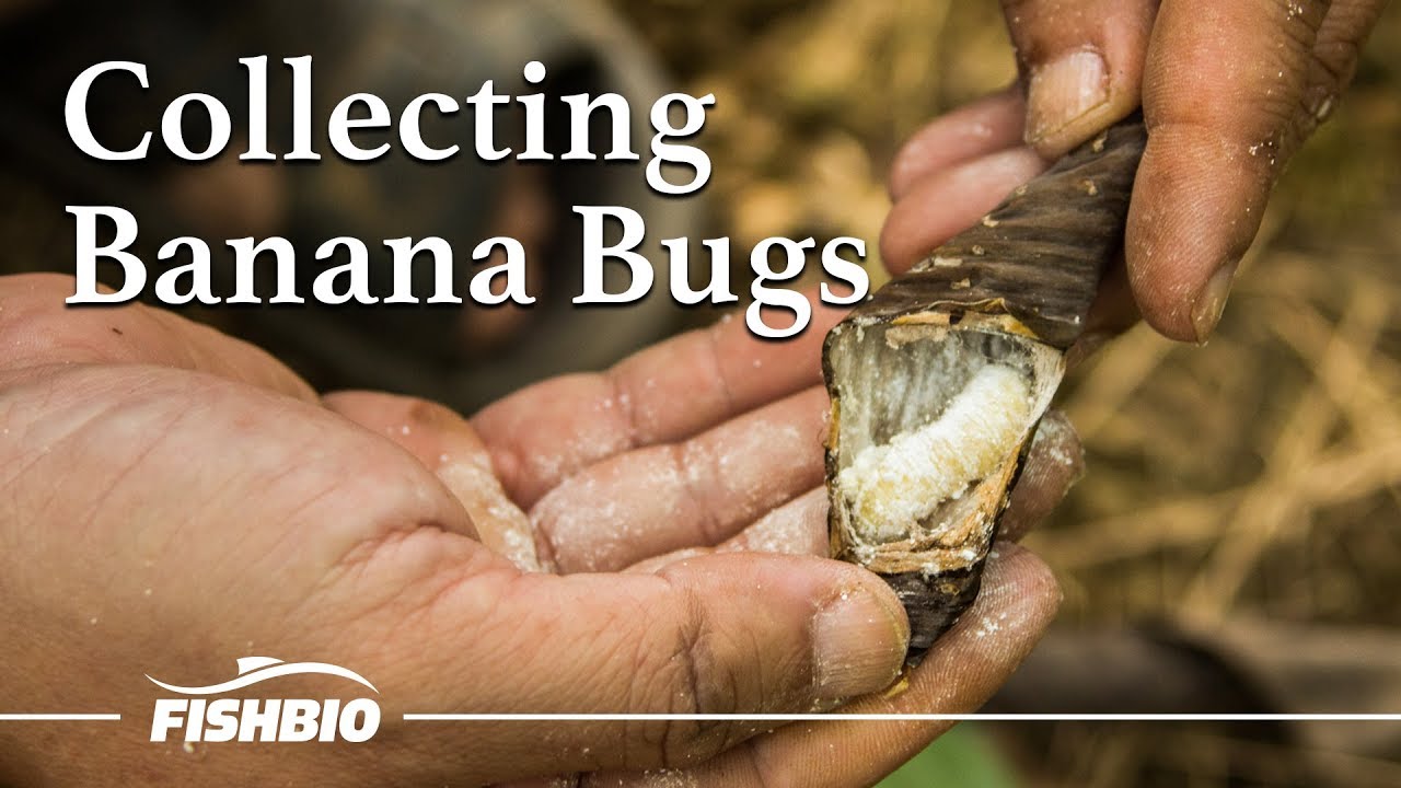 Collecting Banana Bugs YouTube
