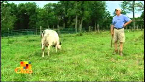 Little Moos
