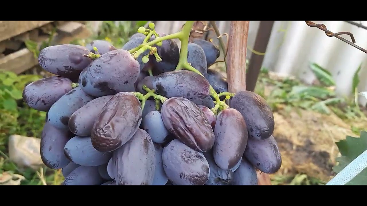 Огляд виноградника на 25.08.2024р., м. Сміла,Черкаська обл.