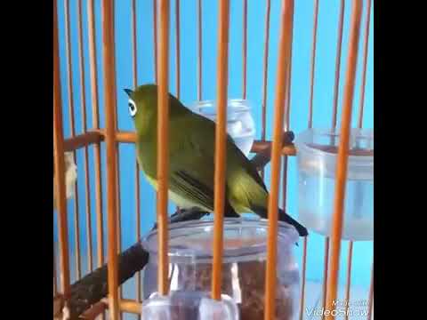Suara Pleci Xpander Mantap Koleksi om Andre Solo