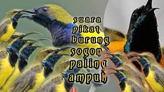 Suara pikat  SOGON paling AMPUH ‼️