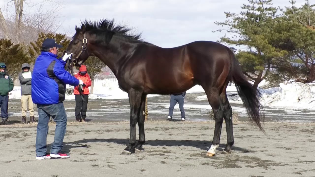 トゥザグローリー To the Glory イーストスタッド種牡馬展示会2019 YouTube