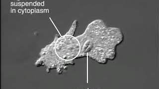 Crawling Amoeba