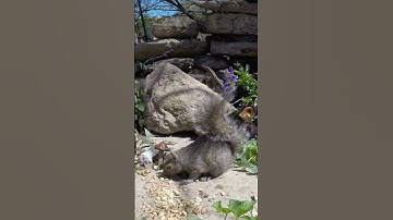 Relaxing videos for cats to watch squirrels #squirrel #nature #animals #wildlife #videosforcats