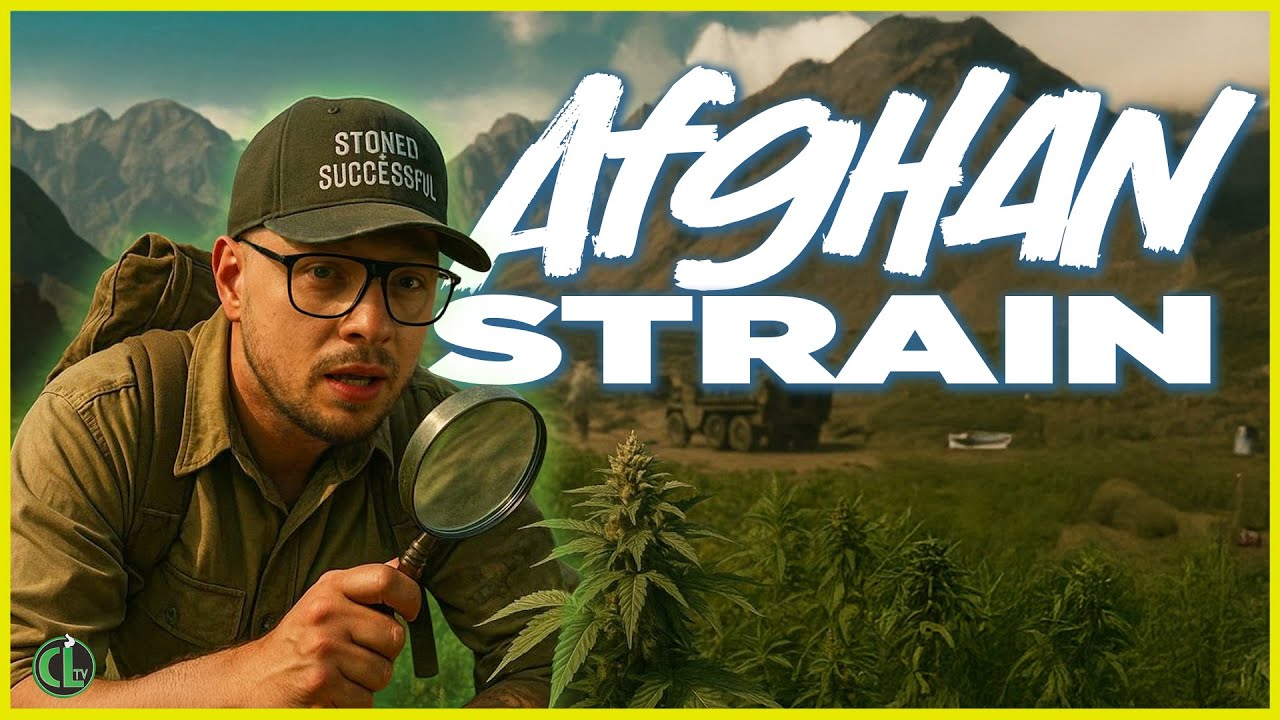 История афганских штаммов (КОРОТКОМЕТРАЖНЫЙ ДОКУМЕНТАЛЬНЫЙ ФИЛЬМ)