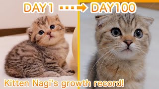Kitten Nagi's growth record! [0 days to 100 days after birth]