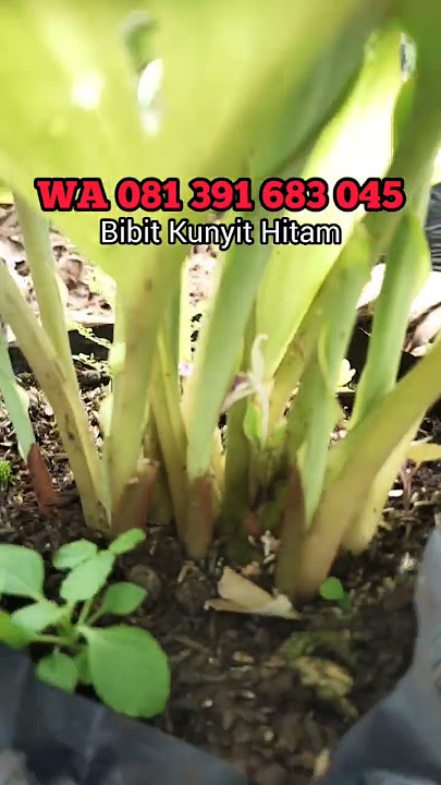 WA 081 391 683 045 Jual Bibit Kunyit Hitam, Harga Bibit Kunyit Hitam, Harga Kunyit Hitam