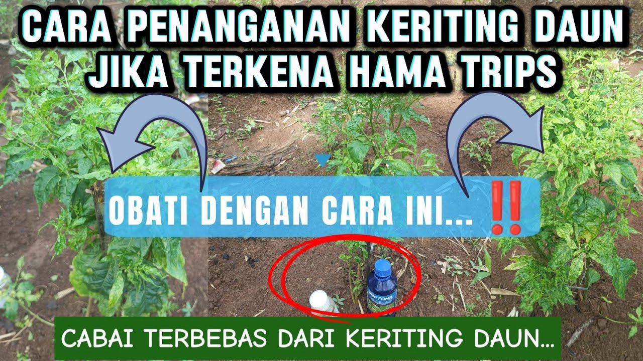 CARA PENANGANAN KERITING DAUN PADA TANAMAN CABAI #cara #penanganan #keriting #tanaman #cabai 
