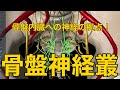 【骨盤神経叢(下下腹神経叢)】骨盤内臓への神経の拠点!