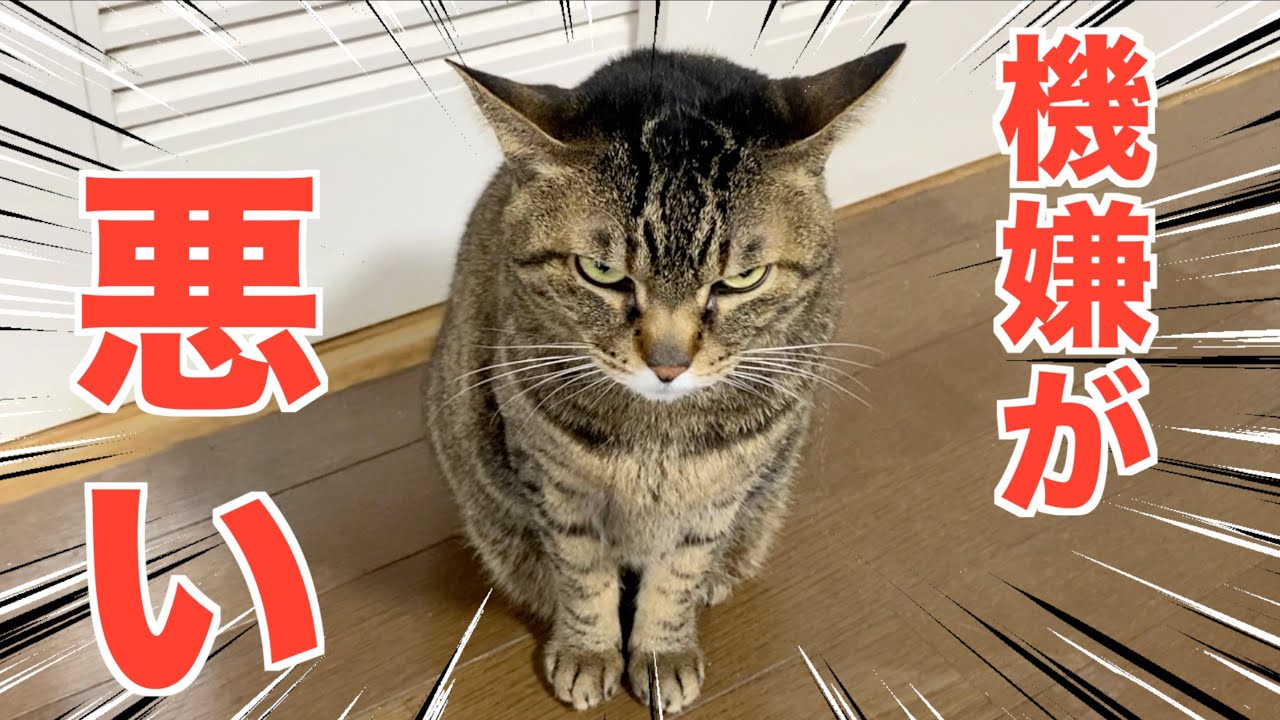 猫の機嫌がいい時と機嫌が悪い時の違いがこちら... - YouTube