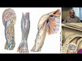 (2020) L4 | Brazo y Codo - 1a parte | Profesor Eduardo A. Pró | Anatomía 2 | FMed UBA