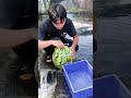 Smart DIY Fish Trap | Creative Watermelon Fishing Method