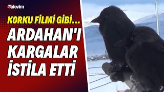 Korku Filmi Gibi... Ardahanı Kargalar Istila Etti