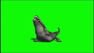Crocodil green screen 'buaya'