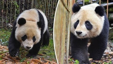China releases giant pandas back into wild after keepers wear BEAR SUITS to ready them