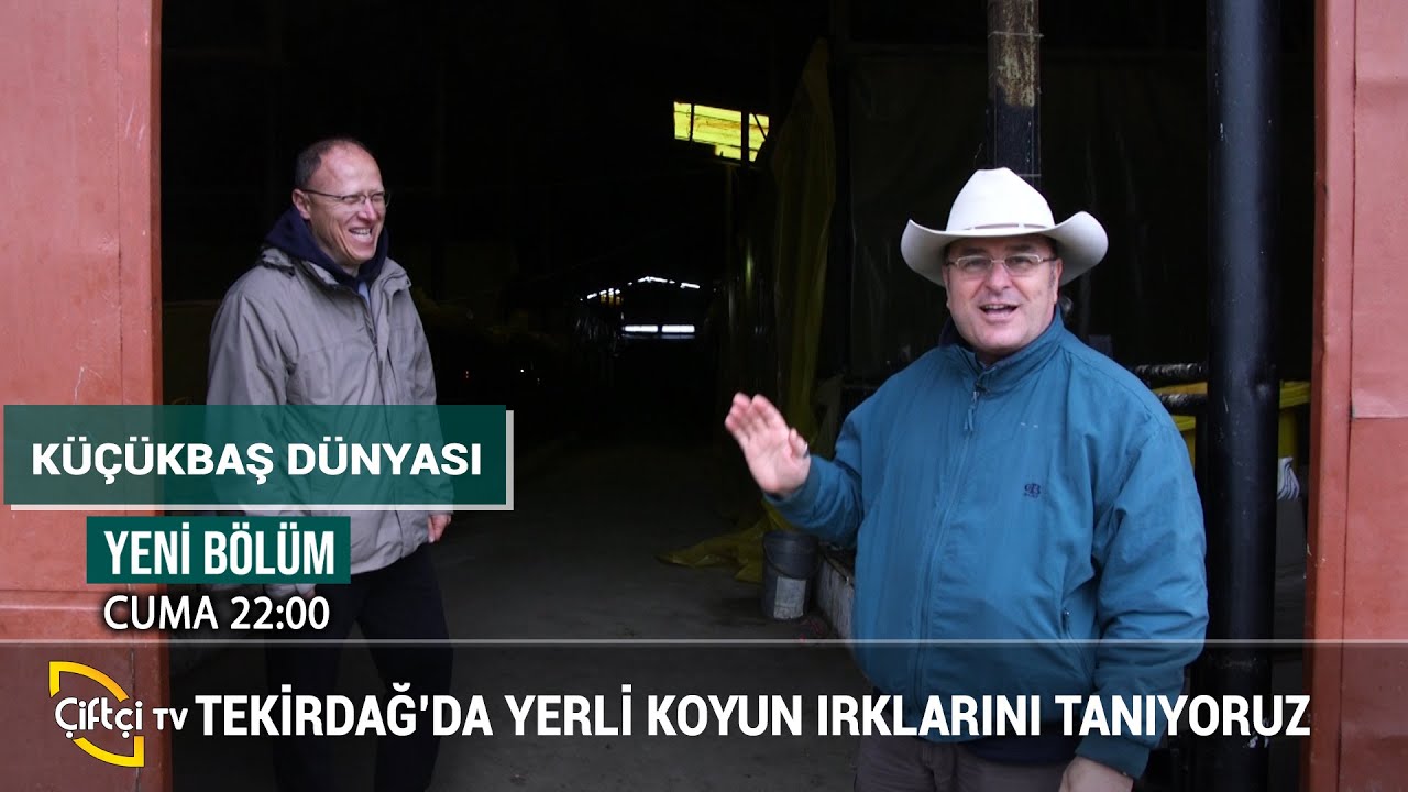 Yerli Koyun Irklarını Tanıyoruz - KÜÇÜKBAŞ DÜNYASI #küçükbaş #hayvancılık #besici
