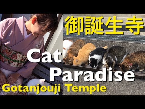 Gotanjouji Temple 御誕生寺 Cat Paradise 猫寺 DJI Phantom4 Pro