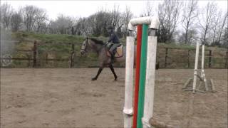Ard Den Crisp 16.3Hh 4Yo Stallion