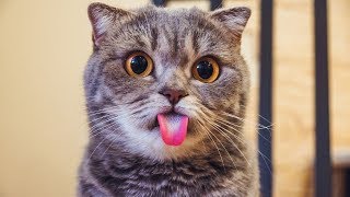 Лучшие Приколы Про Котиков | Подборка Смешных Кошек И Котят #4