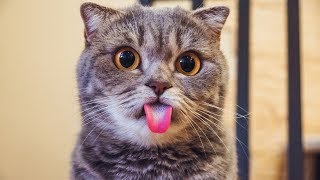 Лучшие приколы про котиков | Подборка смешных кошек и котят #4 Лучшие приколы про котиков | Подборка смешных кошек и котят #4